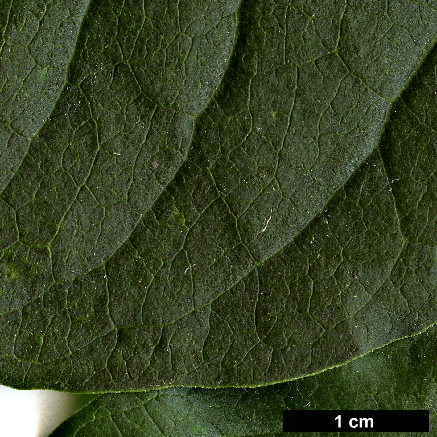 High resolution image: Family: Oleaceae - Genus: Syringa - Taxon: reticulata - SpeciesSub: subsp. amurensis